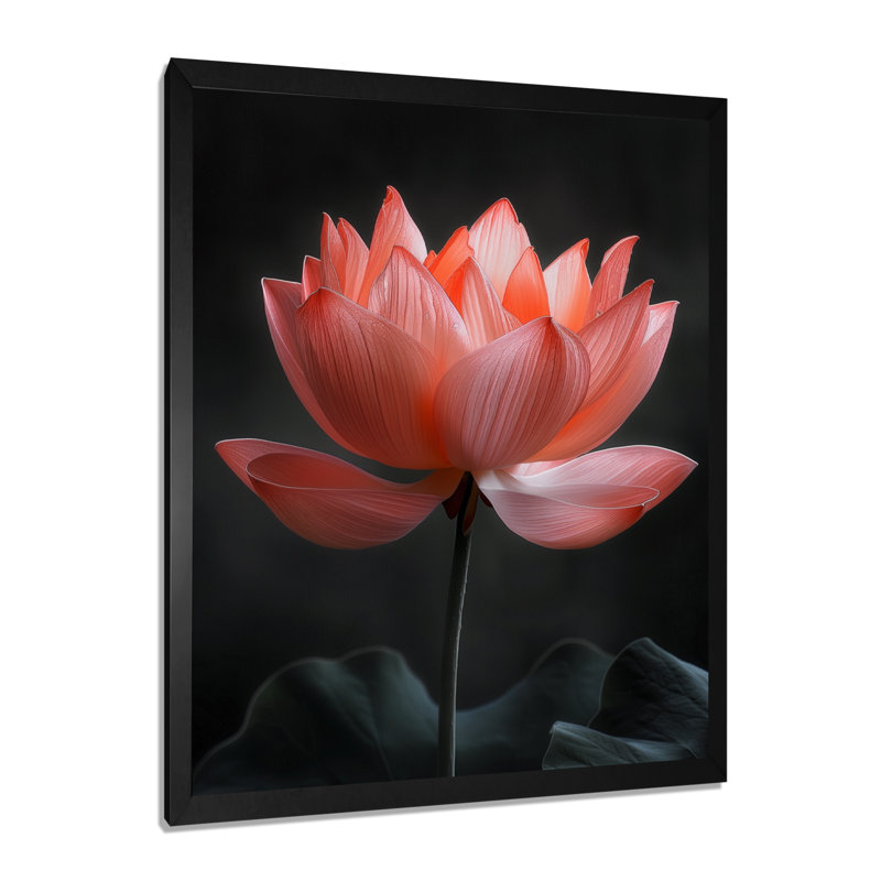 Pink Grey Serenity Glass Lotus III - Lotus Wall Decor, Black Single Picture Framed, 30" H x 40" W