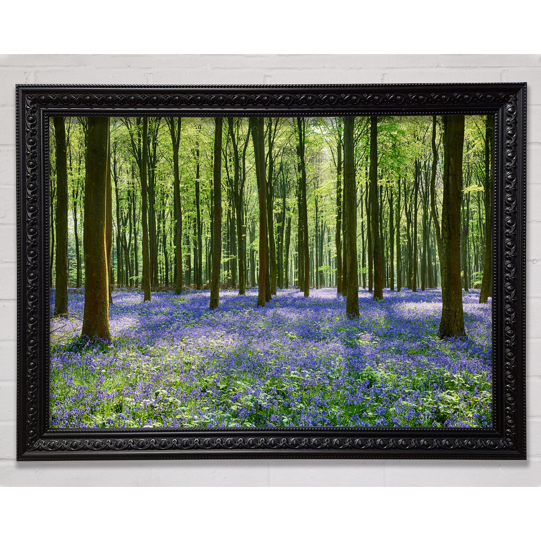 Mystical Bluebell Woodland - Einzelner Bilderrahmen Kunstdrucke