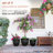 Pot Planter-1342262759