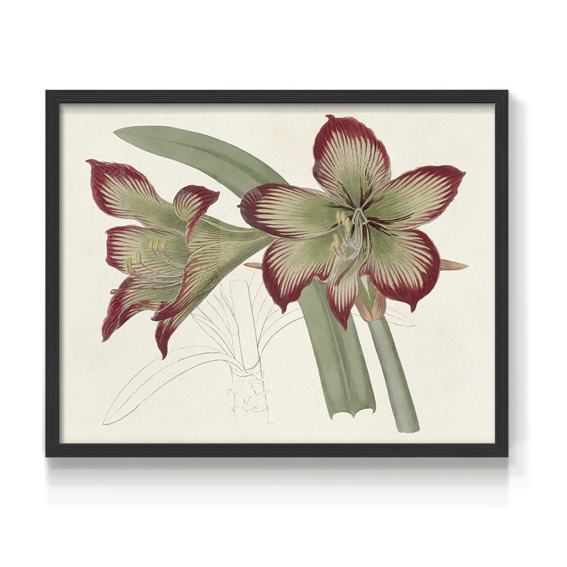 Amaryllis Varietals IV - Impression encadrée - Restickable, H 16 po x l 20 po, Noir, noir, noir, noir