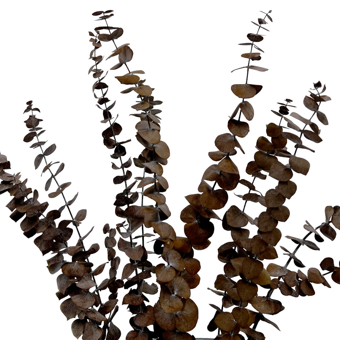 Bundle of 4 Dried Preserved Baby Eucalyptus Bouquets, Coffee