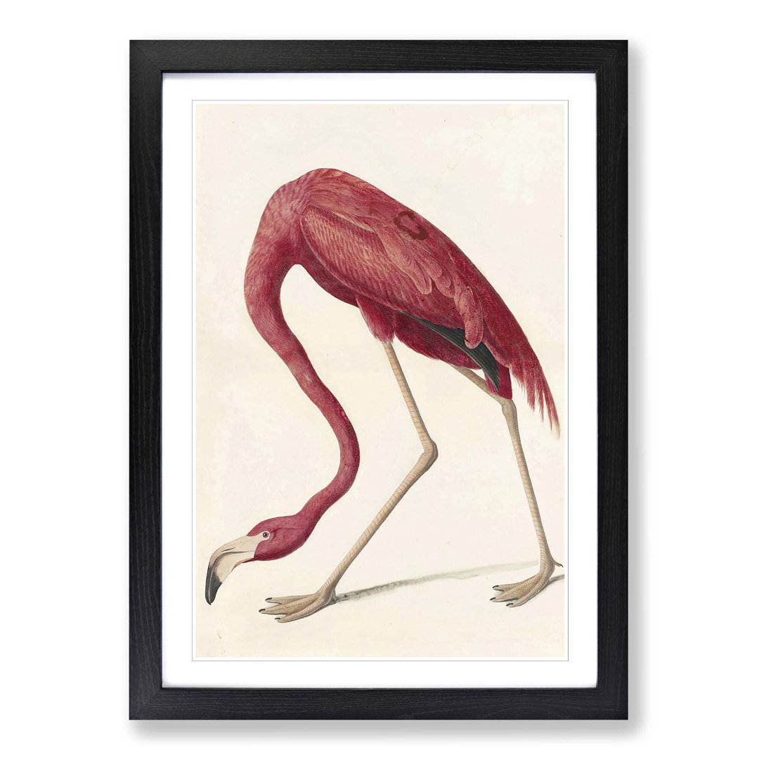 Flamingo by John James Audubon Framed - Framed Print