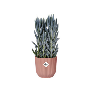 Pot Planter