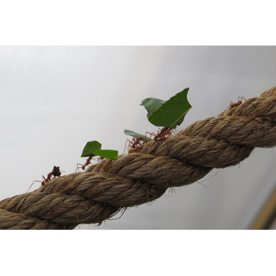 Leaf Cutter Ants by Scoobers - Wrapped Canvas Photograph
