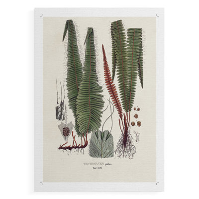 Botanical Society Ferns IV -Canvas Print Only - NOT FRAMED