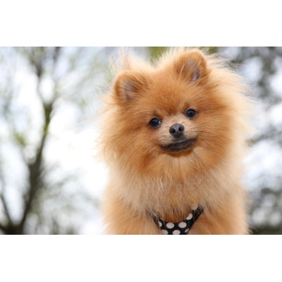" Pomeranian Dog " by Kshavratskaya