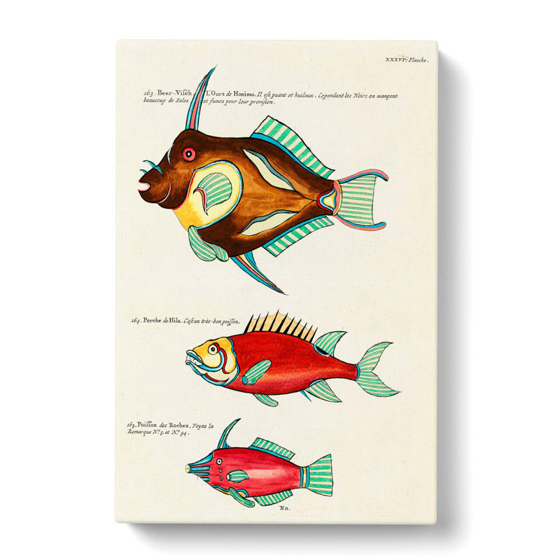 East Indies Fish Illustrations XXXVI by Louis Renard - Wrapped Canvas, 60cm H x 40cm W x 3cm D