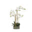 White Orchids in Low Glass Bowl