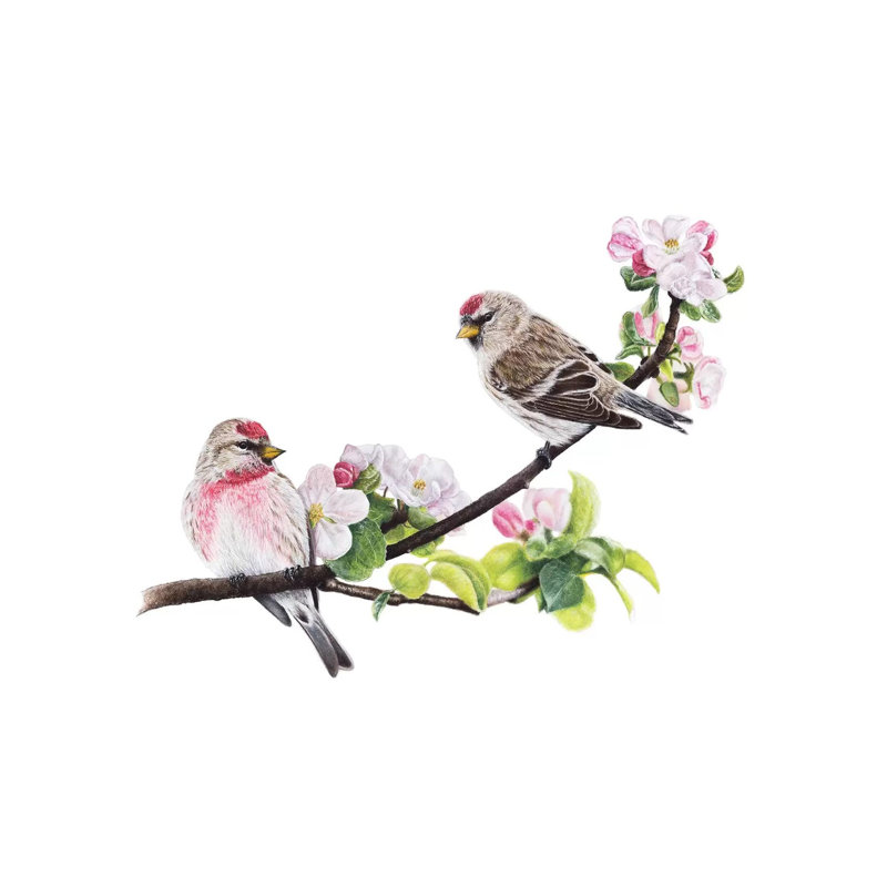 Common Redpolls par Mikhail Vedernikov - Toile tendue, estampe numérique sur toile tendue, H 18 po x l 26 po x P 1,5 po