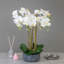 Polysilk Orchid Arrangement in Pot-1627203445-1627203444