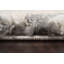 Gadbois 18401-190 Crème / gris-837920877