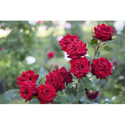 Roses rouges - photographie sur toile tendue