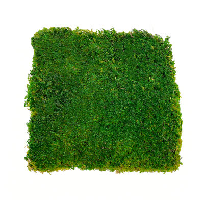 Green Flat sheet Moss 2 sq feet