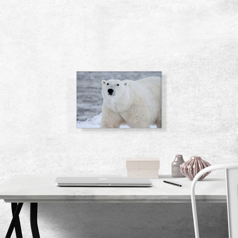 Ours polaire - reproduction de photo sur toile tendue, H 12 po x l 18 po x P 0,75 po