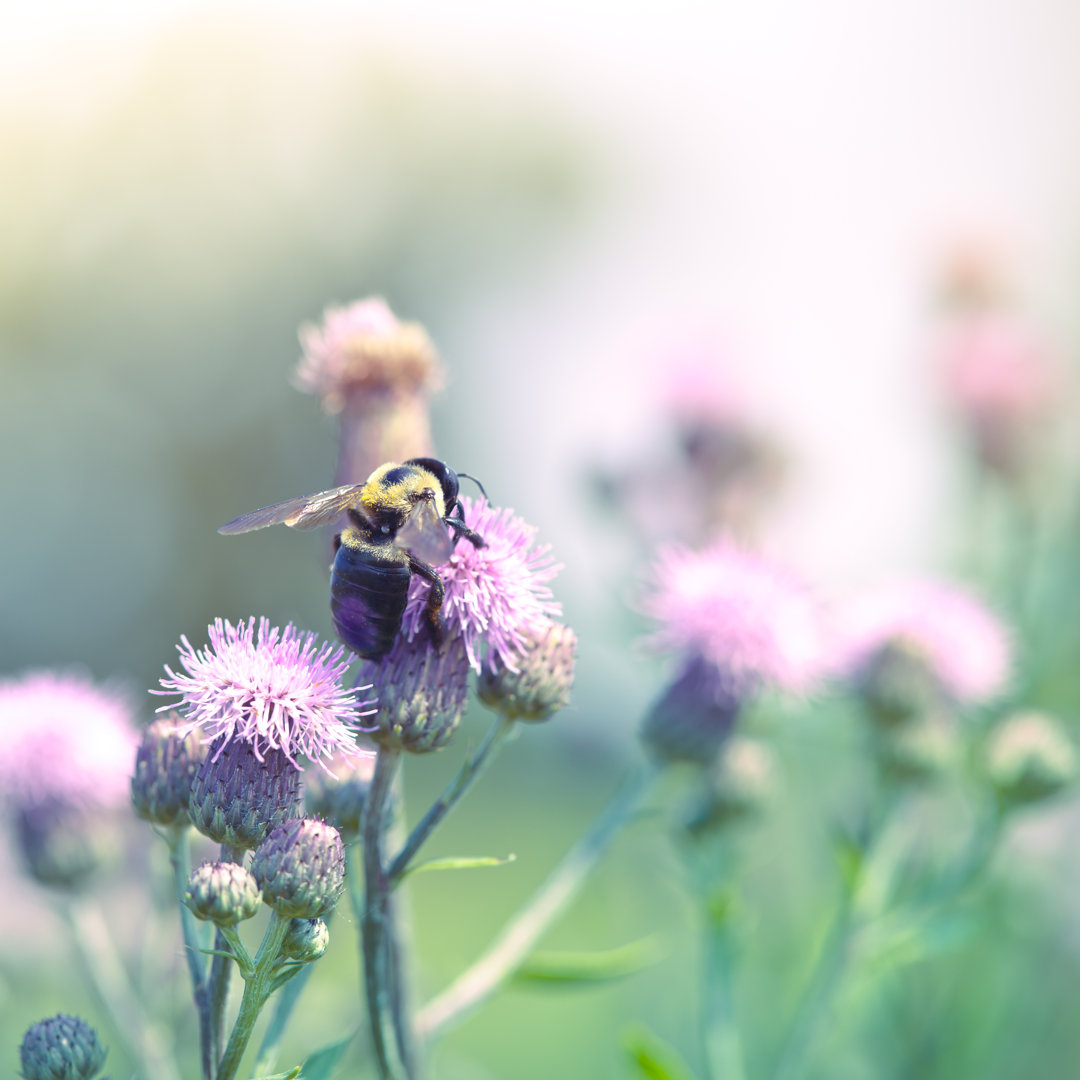 Hummel bestäubt Distel - Fotografie ohne Rahmen auf Leinwand