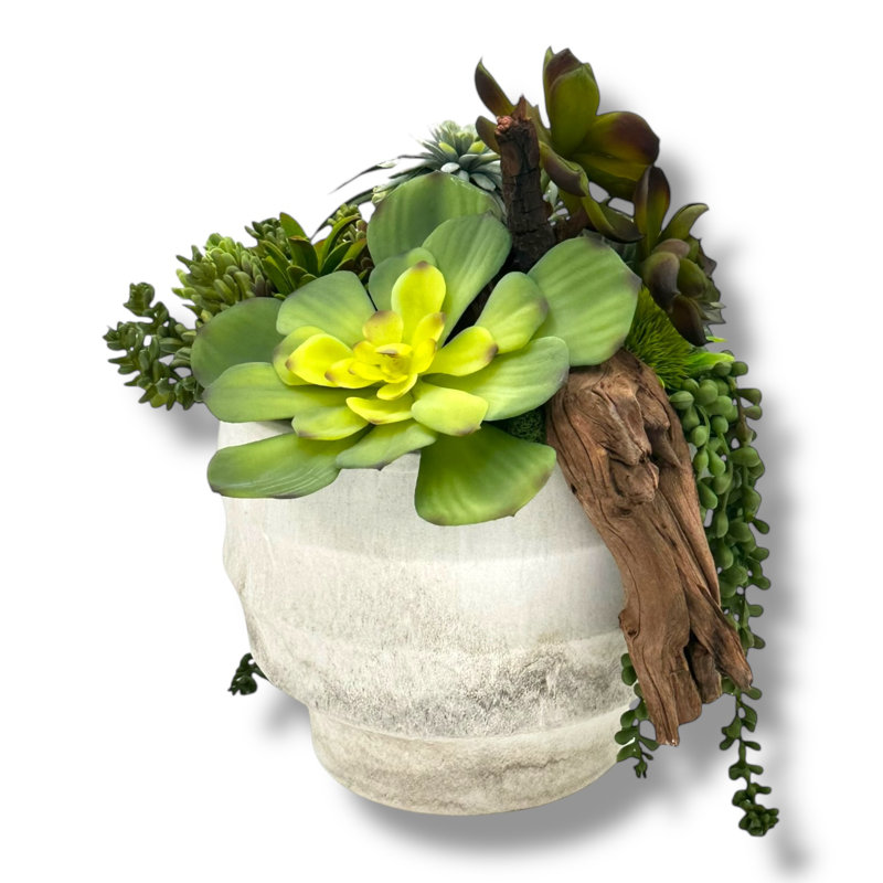 Conception succulente dans un vase circulaire en céramique blanc cassé