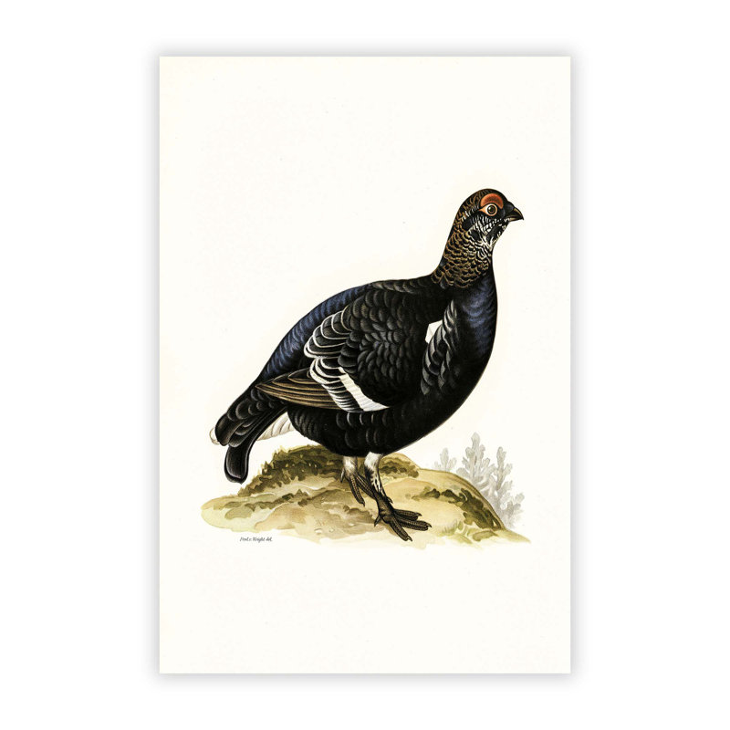A Black Grouse by Von Wright - Frameless Print, 59.4 cm H x 42 cm W