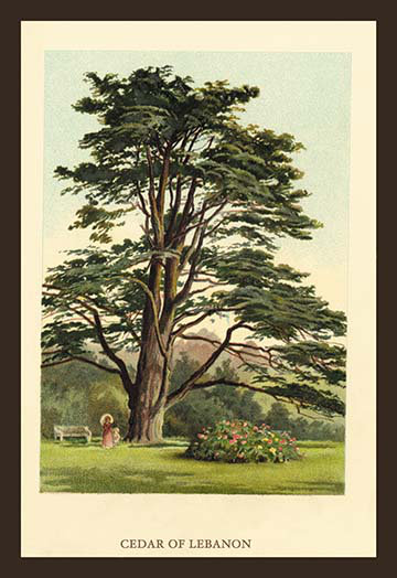 « cèdre of liban » par w.h.j. boot, reproduction d’art