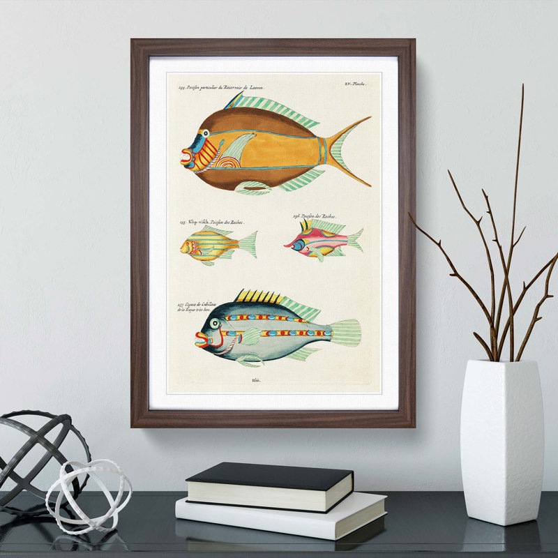 East Indies Fish Illustrations LV by Louis Renard - Picture Frame Graphic Art Print, 36cm H x 27cm W x 2cm D, Walnut Framed