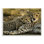 «Cheetah Family Mother With Cub» par Joe Mcdonald / © Danitadelimont.Com - reproduction de photo
