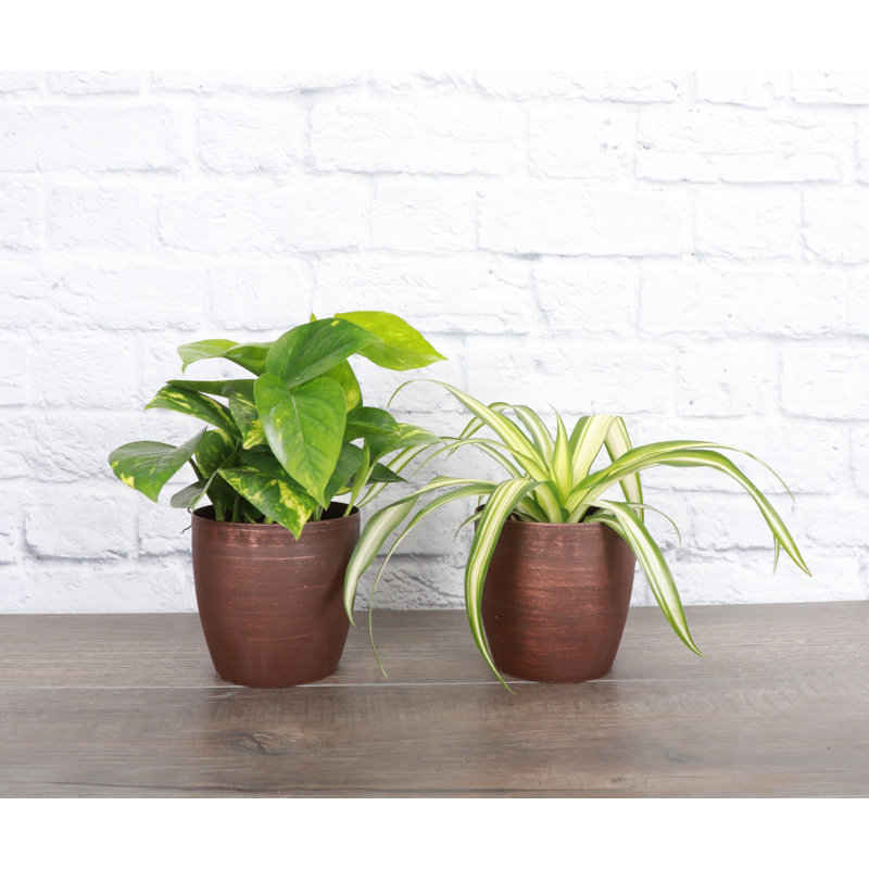 Live Air Purifying Houseplant Set in Classic Pots, Copper