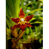 Red Face Orchid Print by Tom Kostes