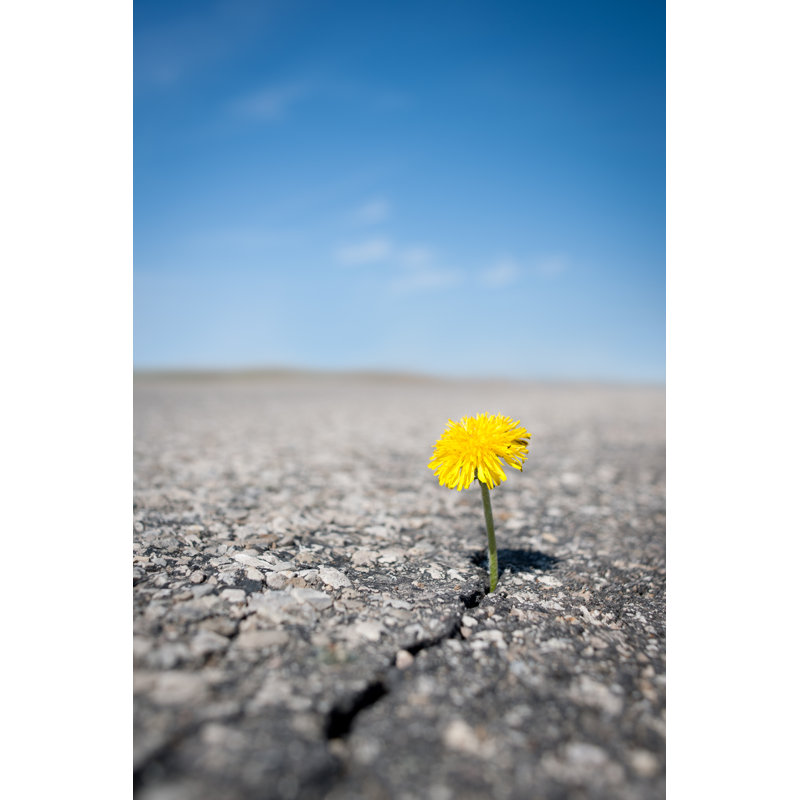 Dandelion by Andrewjohnson, 18" H x 12" W