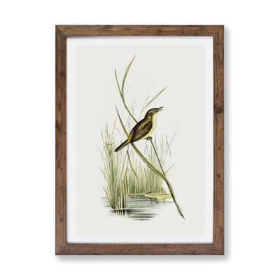 Reed Warbler by Elizabeth Gould - Single Picture Frame Painting