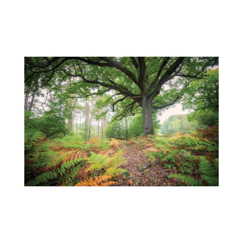 The Protector Oak Tree by Philippe Manguin - Wrapped Canvas Painting, 20.32cm H x 30.48cm W x 1.905cm D