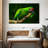 Military Macaw-107922822