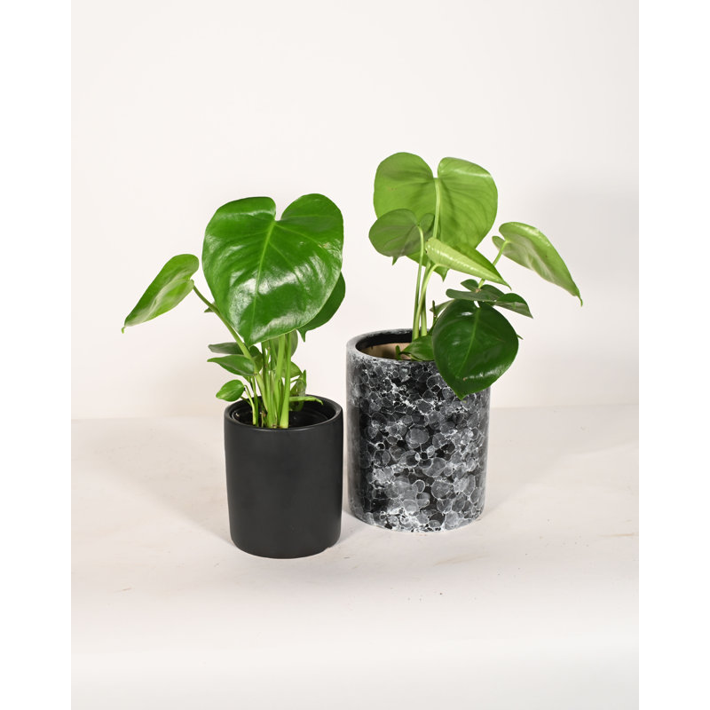 Upshining Live Foliage Plant in Ceramic Pot, Black/Black Marble