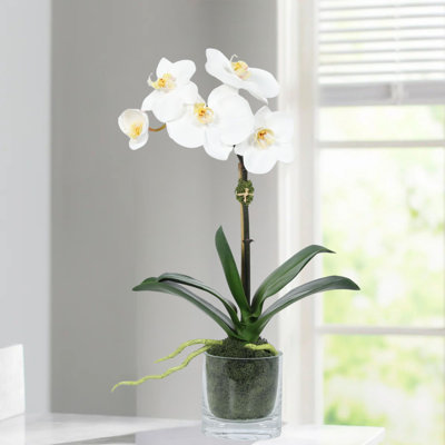 Orchid Arrangement In Glass Vase