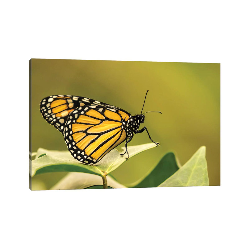 Costa Rica, La Paz River Valley. Captive Monarch Butterfly In La Paz Waterfall Garden. by Jaynes Gallery - Wrapped Canvas Print