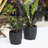 Tuxton Geometric Plastic Indoor/Outdoor Planter-98807274-98807277