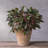 Carreras Planter-511374858-511374855