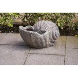 Conch Shell