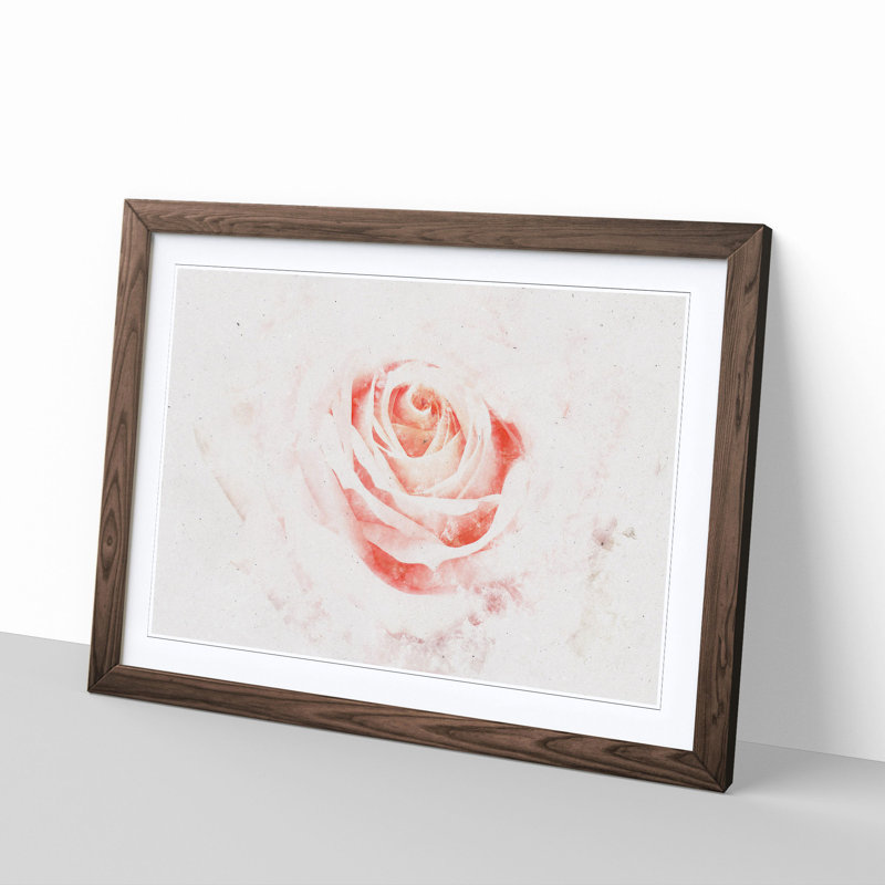 Pale Pink Rose - Framed Print, 33cm H x 45cm W x 2cm D, Walnut Framed