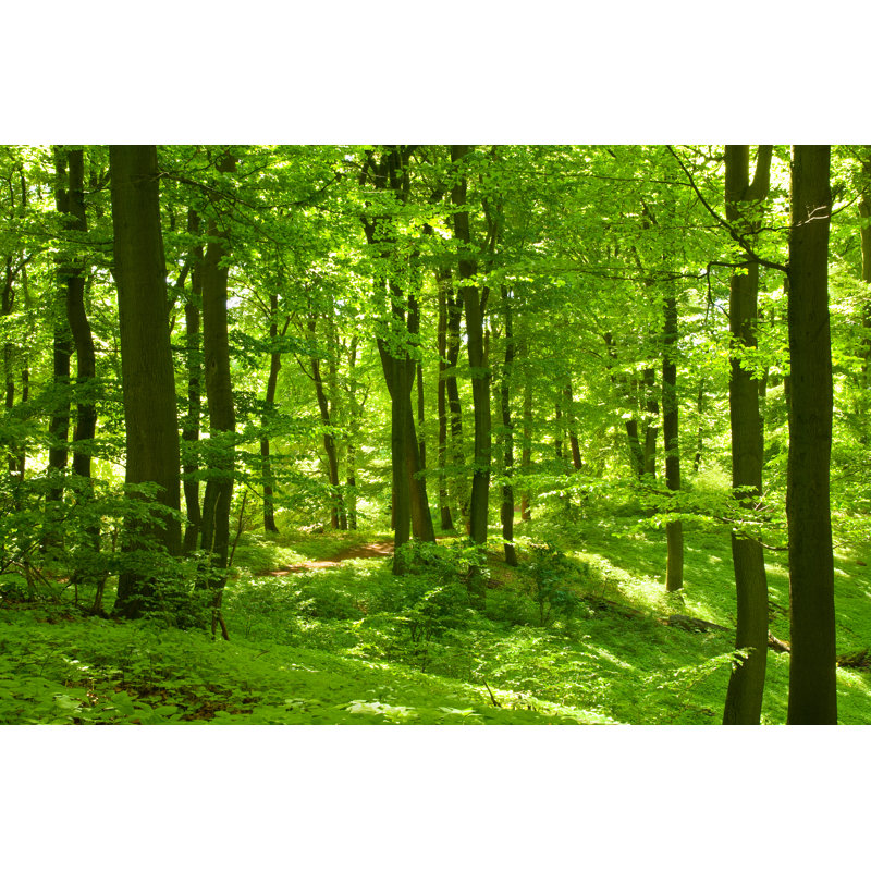 Vert forêt - photographie sur toile tendue, H 8 po x l 12 po