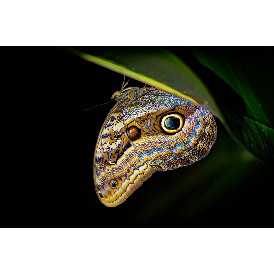 Caligo Eurilochus Schmetterling - Kunstdrucke auf Leinwand