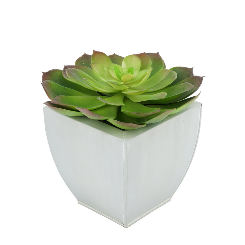Succulent artificiel 2" en pot, Crème
