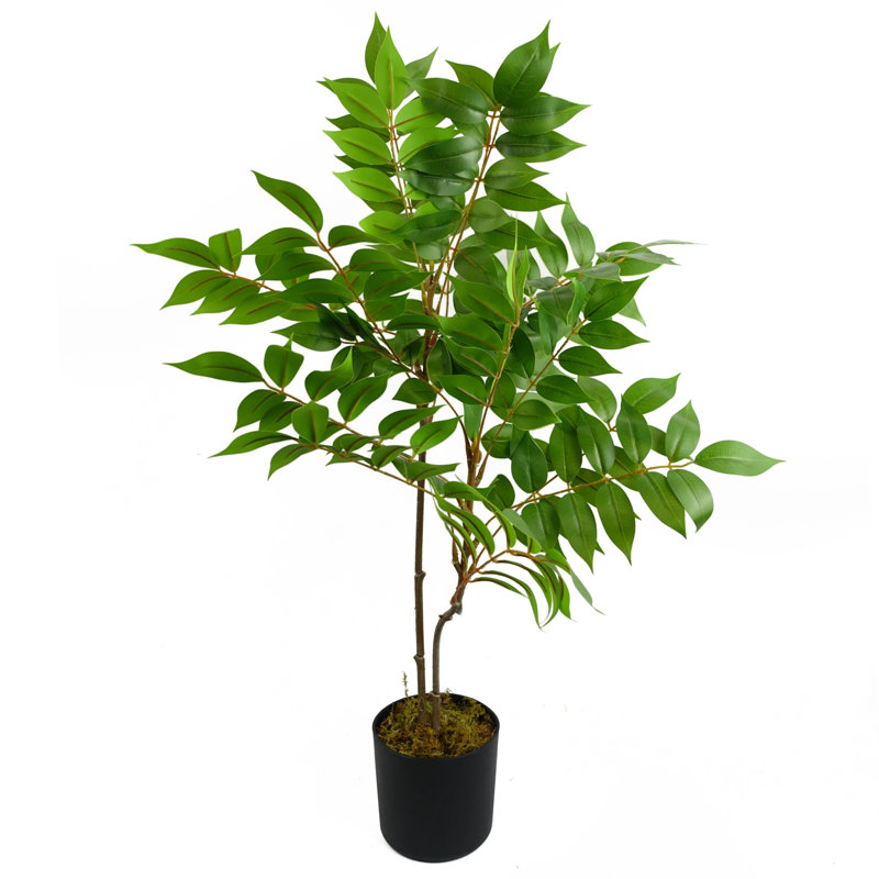 Toona Siensis Arrangement in Pot