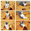 Tunnel pour chat pour chat d'intérieur