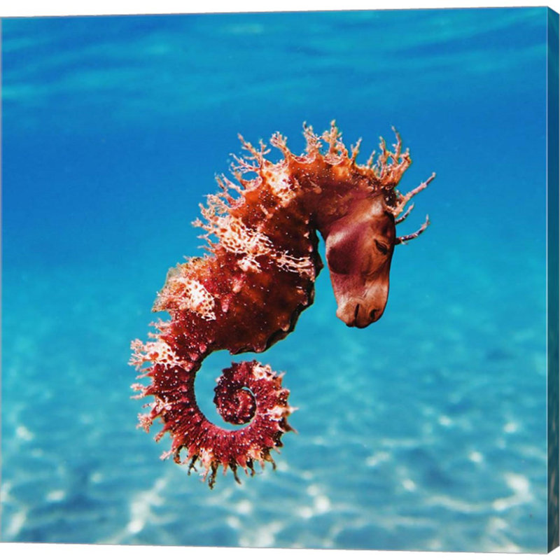Hippocampe par Pixelmated Animals - Photographie sur toile tendue