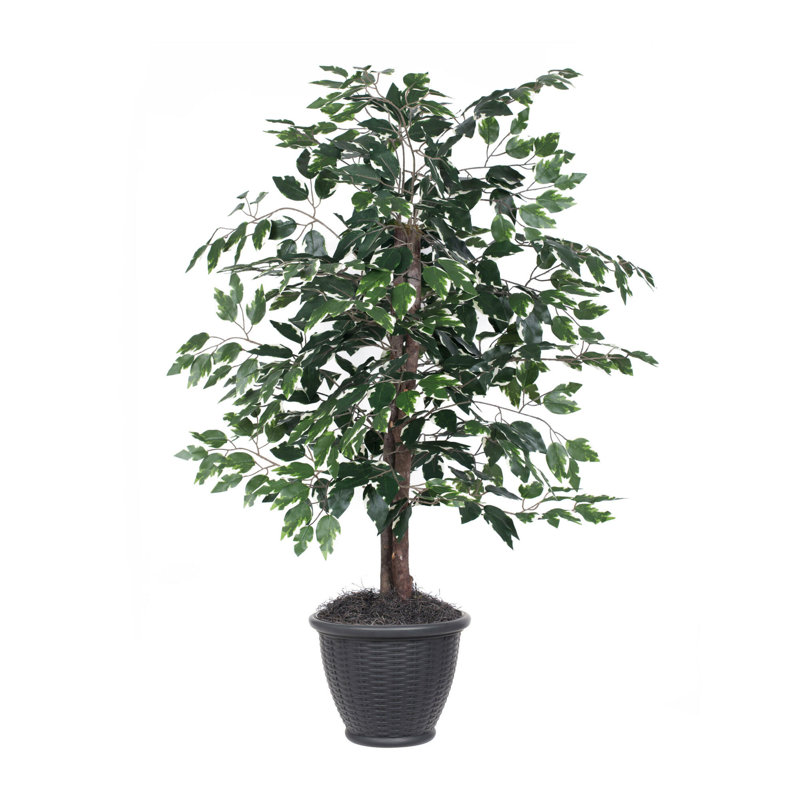 Série de ficus artificiels panachés, Gris