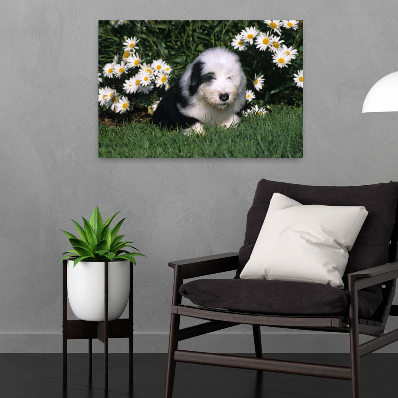 Vieil chiot berger anglais couché dans l'herbe avec des marguerites rétro, art mural rétro, H 16 po x l 24 po