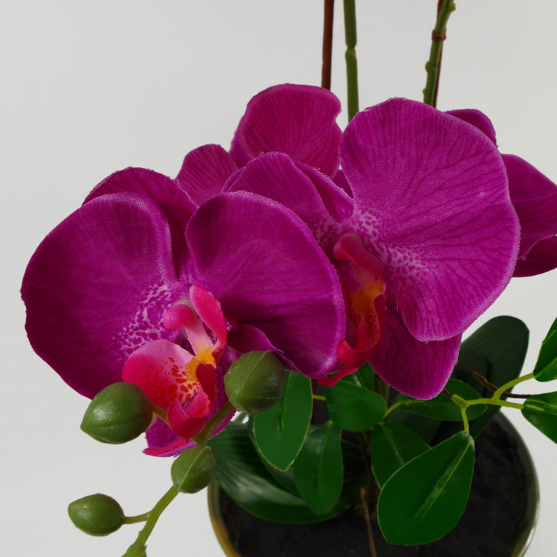Anneus Arrangement in Planter