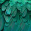 «Feathered Friend in Aqua», reproduction de photo sur toile-20939396