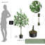 122cm Plant