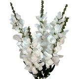 Arrangement