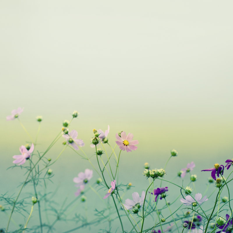Flowers Background by Draganab - Print, 40cm H x 40cm W